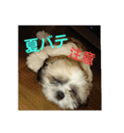 シーズー 茶々丸くん（個別スタンプ：26）