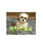 シーズー 茶々丸くん（個別スタンプ：28）