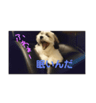 シーズー 茶々丸くん（個別スタンプ：29）