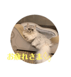ルナの日常‼︎（個別スタンプ：13）