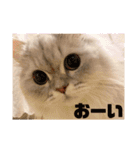 ルナの日常‼︎（個別スタンプ：15）