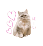 ルナの日常‼︎（個別スタンプ：26）