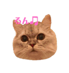 ルナの日常‼︎（個別スタンプ：29）