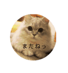 ルナの日常‼︎（個別スタンプ：31）