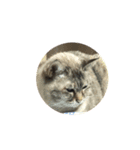 福ねこ➀（個別スタンプ：2）