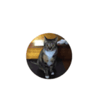 福ねこ➀（個別スタンプ：3）
