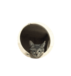 福ねこ➀（個別スタンプ：5）