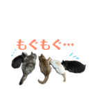 福ねこ➀（個別スタンプ：6）