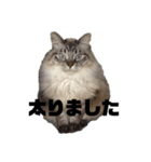 みゅうたん（個別スタンプ：8）