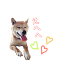 柴犬☆シルバーくん（個別スタンプ：1）