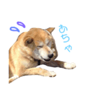 柴犬☆シルバーくん（個別スタンプ：2）