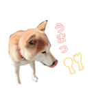 柴犬☆シルバーくん（個別スタンプ：3）