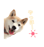 柴犬☆シルバーくん（個別スタンプ：4）