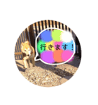 柴犬☆シルバーくん（個別スタンプ：5）