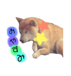柴犬☆シルバーくん（個別スタンプ：6）