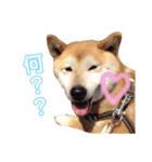 柴犬☆シルバーくん（個別スタンプ：7）
