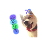柴犬☆シルバーくん（個別スタンプ：8）