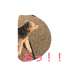 エアデールテリア   パート1（個別スタンプ：7）