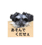 ミニシュナ★ルーク（個別スタンプ：9）