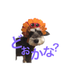 ミニシュナ★ルーク（個別スタンプ：10）