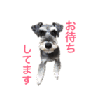 ミニシュナ★ルーク（個別スタンプ：15）