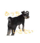 ミニシュナ★ルーク（個別スタンプ：16）