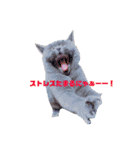 ブリティッシュ〜やさぐれ猫とおてんば猫（個別スタンプ：1）