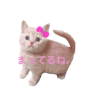 ブリティッシュ〜やさぐれ猫とおてんば猫（個別スタンプ：2）