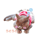 ブリティッシュ〜やさぐれ猫とおてんば猫（個別スタンプ：7）
