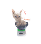 ブリティッシュ〜やさぐれ猫とおてんば猫（個別スタンプ：8）