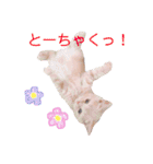 ブリティッシュ〜やさぐれ猫とおてんば猫（個別スタンプ：10）