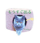 ブリティッシュ〜やさぐれ猫とおてんば猫（個別スタンプ：11）
