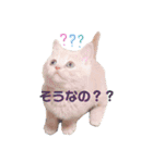 ブリティッシュ〜やさぐれ猫とおてんば猫（個別スタンプ：12）
