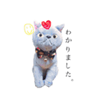 ブリティッシュ〜やさぐれ猫とおてんば猫（個別スタンプ：13）