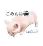 ブリティッシュ〜やさぐれ猫とおてんば猫（個別スタンプ：14）