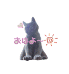 ブリティッシュ〜やさぐれ猫とおてんば猫（個別スタンプ：15）