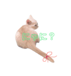ブリティッシュ〜やさぐれ猫とおてんば猫（個別スタンプ：16）