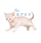 ブリティッシュ〜やさぐれ猫とおてんば猫（個別スタンプ：18）