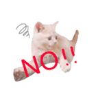 ブリティッシュ〜やさぐれ猫とおてんば猫（個別スタンプ：20）