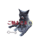 ブリティッシュ〜やさぐれ猫とおてんば猫（個別スタンプ：23）
