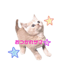 ブリティッシュ〜やさぐれ猫とおてんば猫（個別スタンプ：24）