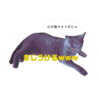 ブリティッシュ〜やさぐれ猫とおてんば猫（個別スタンプ：25）