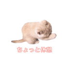ブリティッシュ〜やさぐれ猫とおてんば猫（個別スタンプ：26）