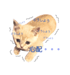 ブリティッシュ〜やさぐれ猫とおてんば猫（個別スタンプ：28）