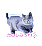 ブリティッシュ〜やさぐれ猫とおてんば猫（個別スタンプ：33）