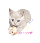 ブリティッシュ〜やさぐれ猫とおてんば猫（個別スタンプ：34）