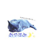 ブリティッシュ〜やさぐれ猫とおてんば猫（個別スタンプ：35）
