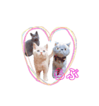ブリティッシュ〜やさぐれ猫とおてんば猫（個別スタンプ：39）