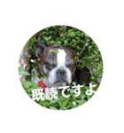 ボストンテリアどんぐり2（個別スタンプ：2）