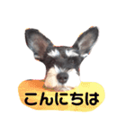 シュナウザーのぽろぽろぽろん（個別スタンプ：1）